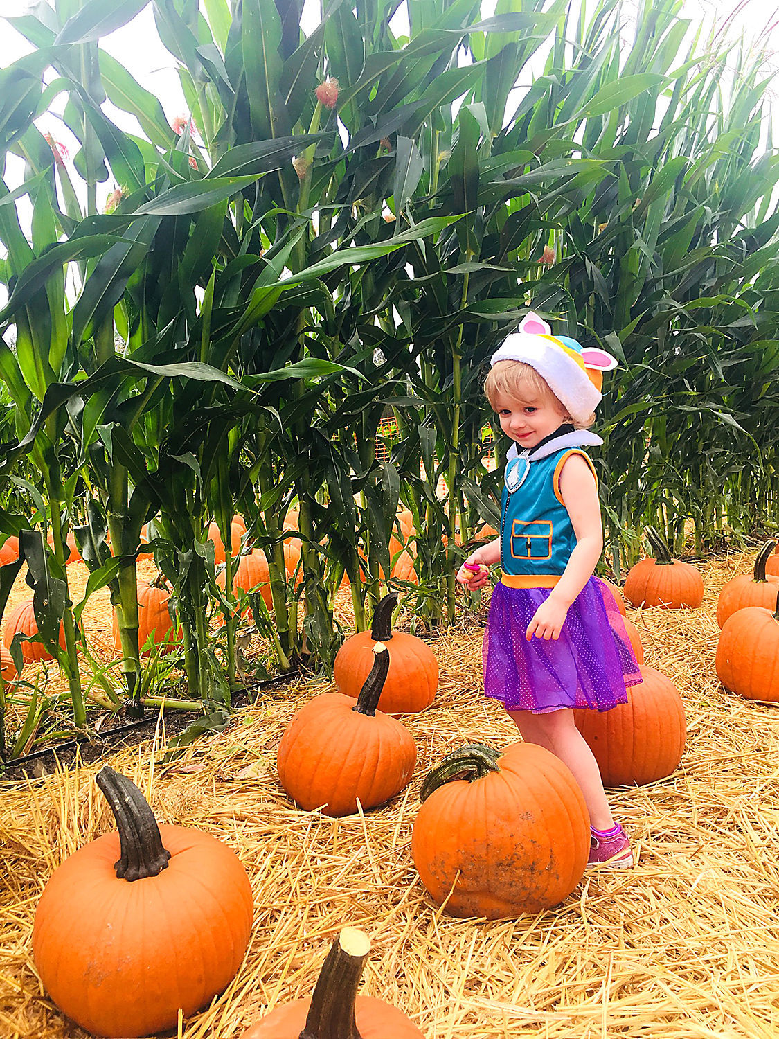 Pumpkin Patch